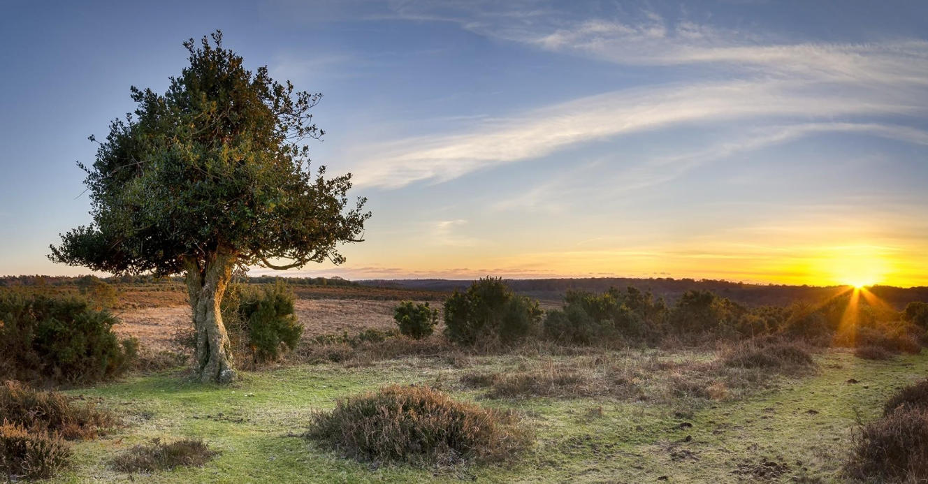 Sunset over the New Forest National Park in Hampshire