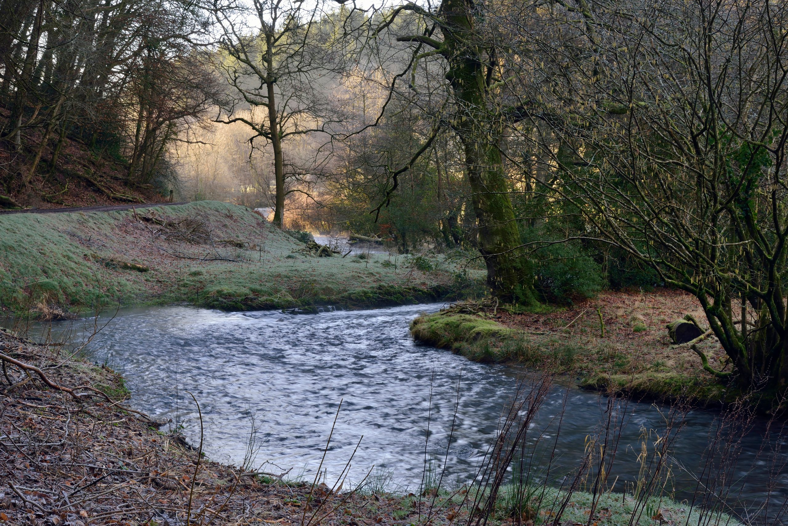 Woodland and river near Washbattle Bridge in Wiveliscombe, Somerset