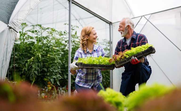 Older man and live-in companion carrying lettuce trays in a greenhouse
