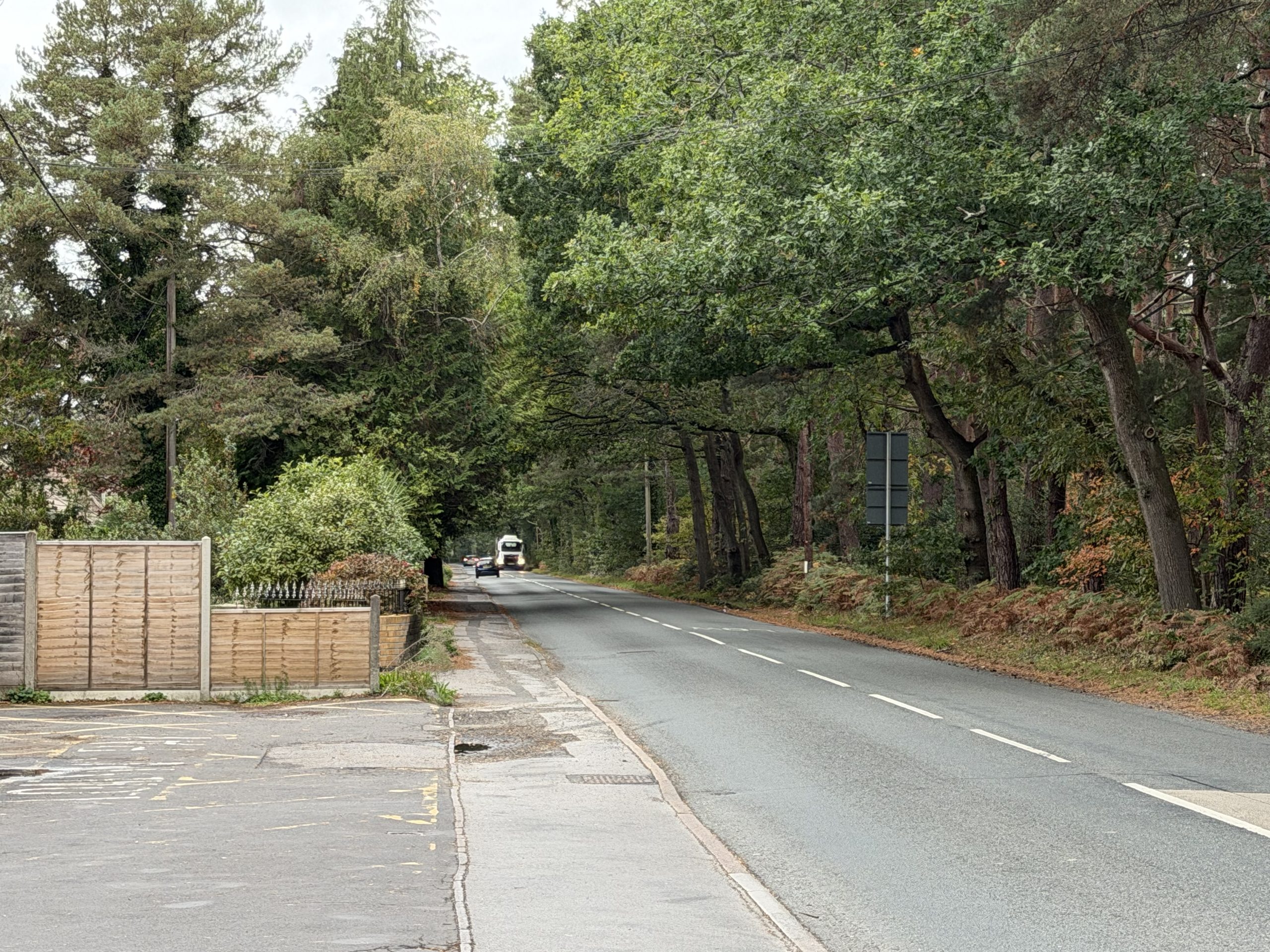 Tree-lined Ringwood road through Ashley Heath, Dorset, bordered by mature woodland and greenery.