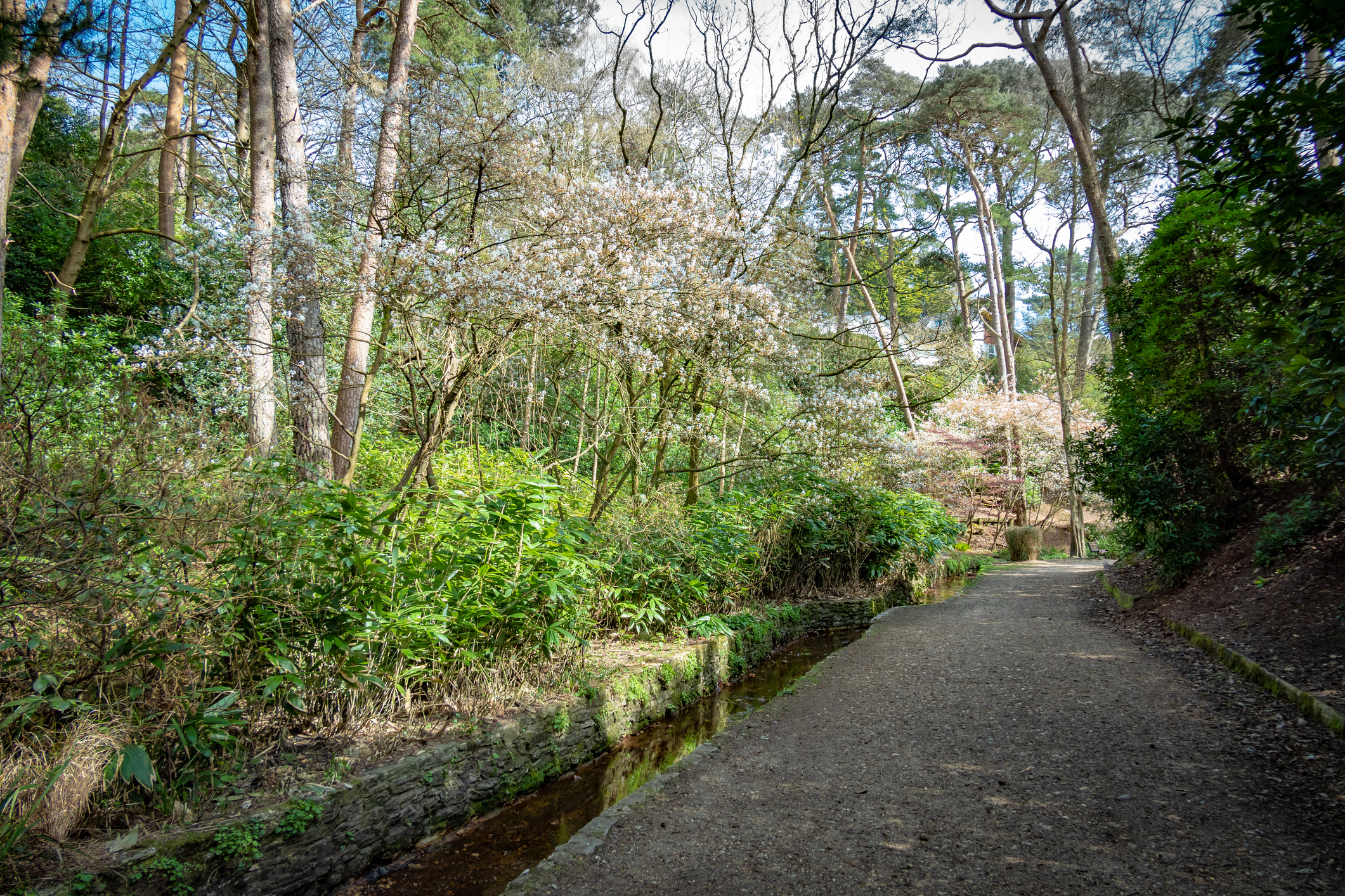 Woodland path and stream through Branksome Chine in Dorset