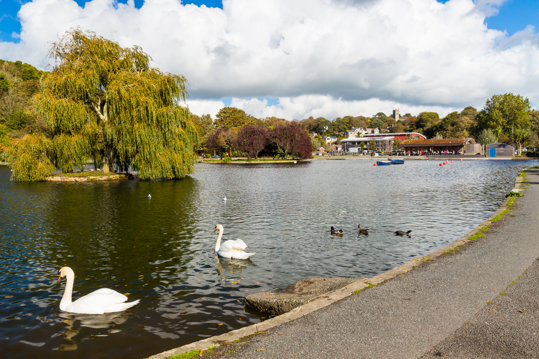 Swans swimming on Coronation Park boating lake in Helston Cornwall