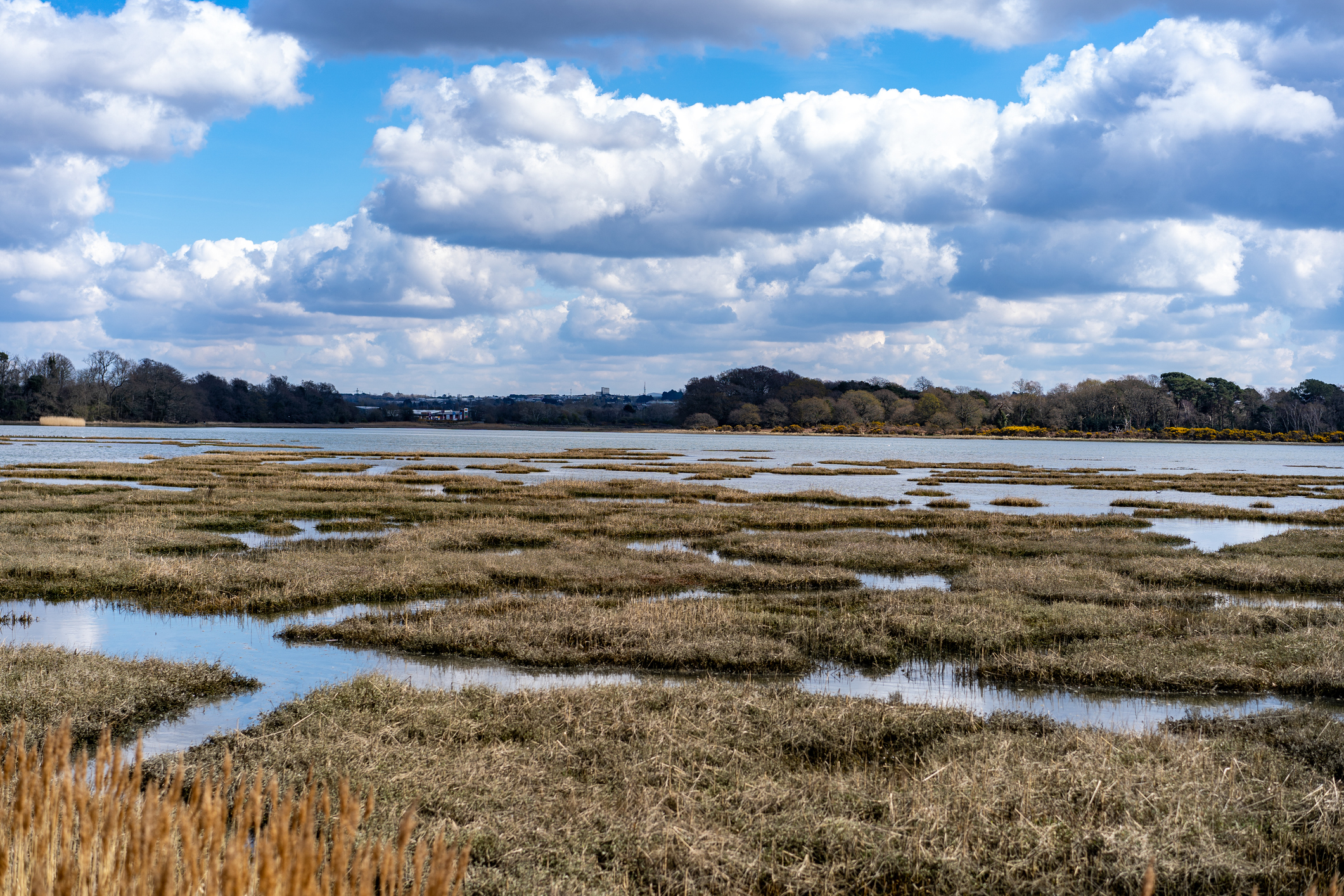 Holes Bay wetlands near Upton in Dorset